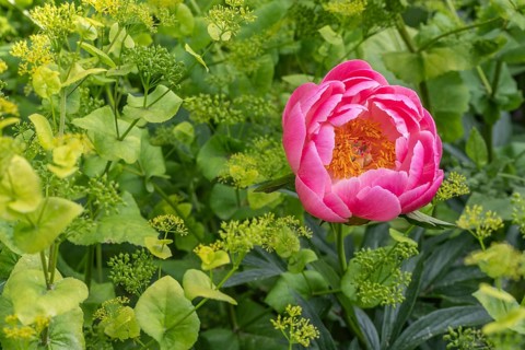 Peony (Paeonia Coral Charm) between yellow umbels (Smyrnium perfoliatum), Emsland, Lower Saxony,
