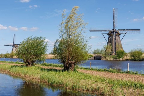 Two large windmills and trees on the riverbank under a blue sky, many historic windmills on a river