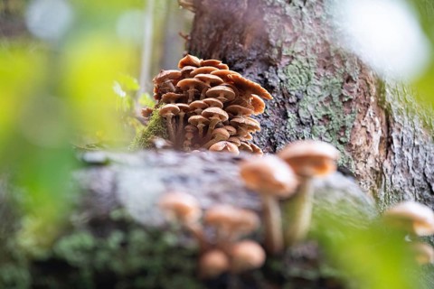 Honey fungus (Armillaria), large cluster of fruiting bodies next to a tree stump, Solingen, North