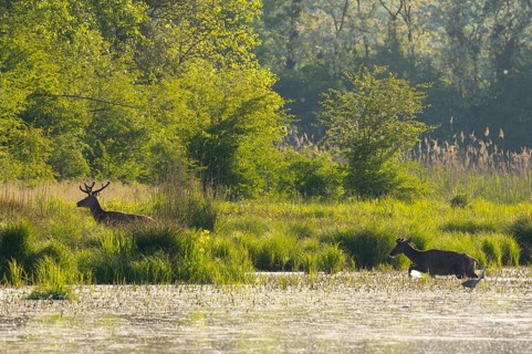 Red deer (Cervus elaphus), Grey heron (Ardea cinerea), water, backlight, Lower Austria