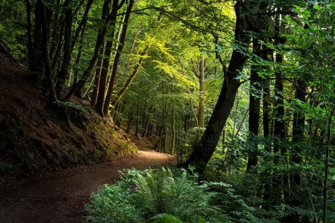 A forest path in a mixed forest with many beech trees in summer. A chestnut tree to the right of