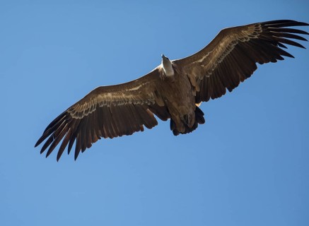 Griffon vulture (Gyps fulvus), Monfraguee National Park, Extremadura, Castilla La Mancha, Spain,