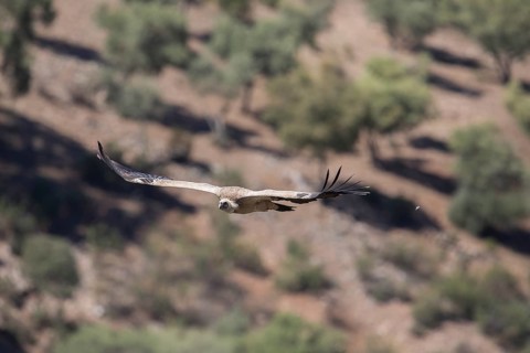 Griffon vulture (Gyps fulvus), Monfraguee National Park, Extremadura, Castilla La Mancha, Spain,