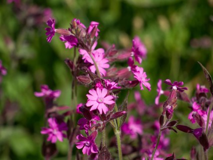 Red campion (Silene dioica)