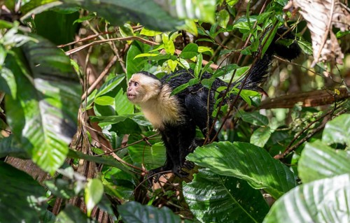 White-headed capuchin (Cebus imitator), walking on a branch between leaves, Tortuguero National