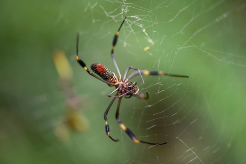 Golden silk spider (Nephila clavipes) sitting in its web, Tortuguero National Park, Costa Rica,