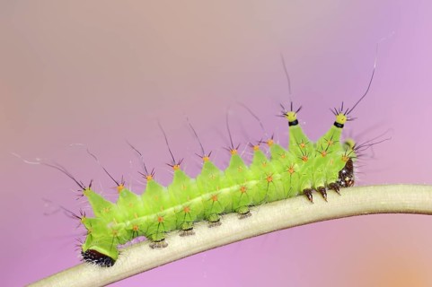 Indian luna moth (Actias selene), caterpillar, captive, occurrence in Asia