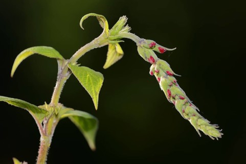 Honeydew melon sage or pineapple sage (Salvia elegans), flower, ornamental plant, North