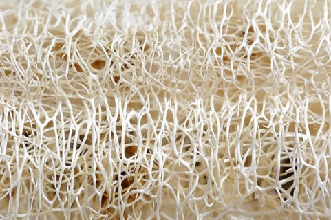 Sponge cucumber (Luffa aegyptiaca, Luffa cylindrica), fibrous interior of the ripe fruit, used as a