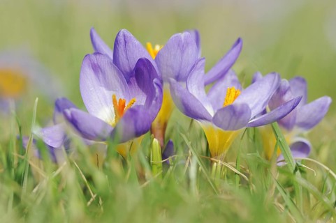 Sieber's crocus or Greek dwarf crocus (Crocus sieberi), North Rhine-Westphalia, Germany, Europe