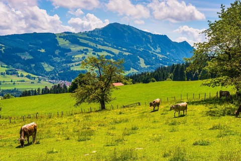 Allgaeu Brown Swiss cattle, (Bos primigenius taurus), behind them the Gruenten, 1783m, Oberallgaeu,