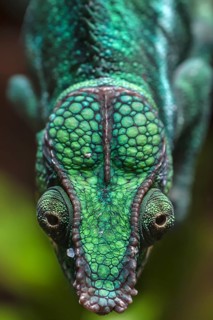 Panther Chameleon, terrarium in the Nuremberg Zoo, Nuremberg, Middle Franconia, Bavaria, Germany,