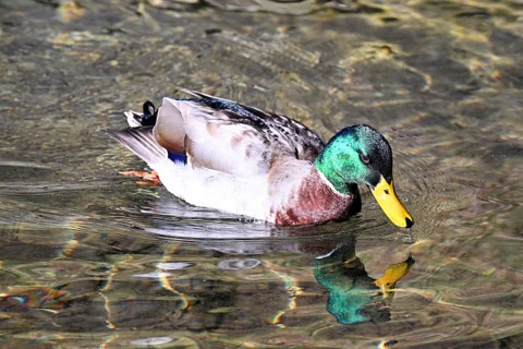 Mallard (Anas platyrhynchos), swimming drake, mountain lake in Lombardy, Italy, Europe