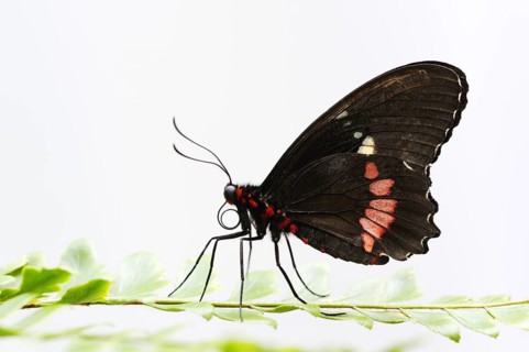 Parides butterfly or Parides moth (Parides iphidamas) against a white background, captive,