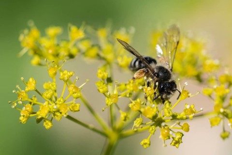 Honey bee (Apis mellifera) a Yellow umbel (Smyrnium perfoliatum), Emsland, Lower Saxony, Germany,