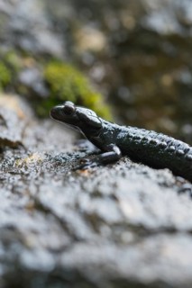 Alpine salamander (Salamandra atra), on damp stone, Hohenschwangau, Allgaeu, Bavaria