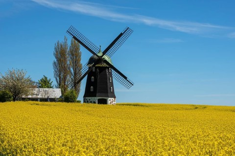 Windmill type Dutchman that was in use 1825, 1958, surrounded by blooming rapeseed fields and