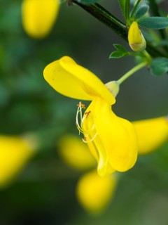 Flower of broom, common broom (Cytisus scoparius), Ratten, Styria, Austria, Europe