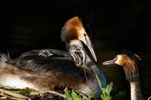 Close-up of a great crested grebe (Podiceps scalloped ribbonfish) carrying its chicks on its back.