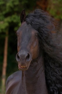 Friesian, Friesian horse