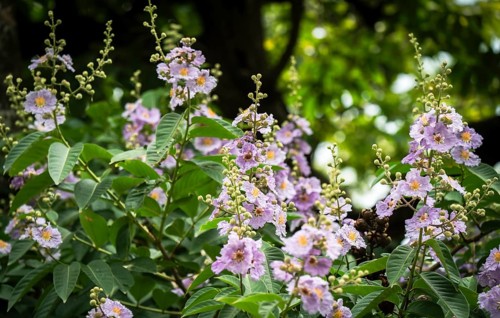 Natural Queens Crape Myrtle (Lagerstroemia speciosa) violet flowers blooming in a forest