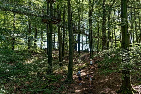 Treetop path, suspension bridges, spanned between beech trees, ropes, nets, beech forest, family