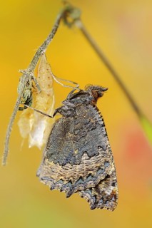 Small tortoiseshell (Nymphalis urticae, Aglais urticae) freshly hatched, North Rhine-Westphalia,