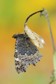 Small tortoiseshell (Nymphalis urticae, Aglais urticae) freshly hatched, North Rhine-Westphalia,