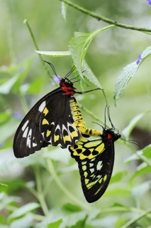 Bird moth (Ornithoptera priamus), male and female copulating, captive, occurrence in Australia