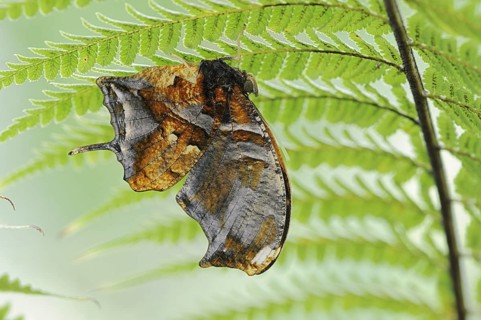 Butterfly 'Tiger Leafwing' (Consul fabius), captive, occurring in Central and South America