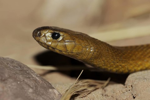 Inland taipan or western taipan (Oxyuranus microlepidotus, Parademansia microlepidota), most