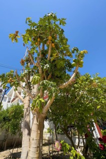 Tree of with papaya fruits, Tymbaki, Crete, Greece, Europe