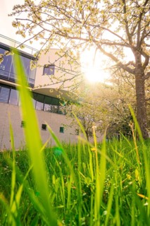 View of a modern house, surrounded by flowering trees, through grasses in the foreground under sun