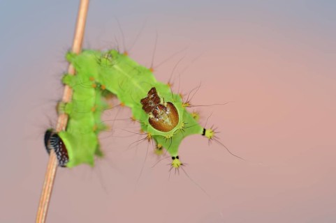 Indian luna moth (Actias selene), caterpillar, captive, occurrence in Asia