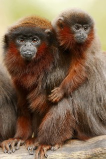 Coppery titi or red titi (Plecturocebus cupreus, Callicebus cupreus), female with young, captive,