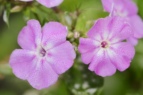 Tall flame flower or tall perennial phlox (Phlox paniculata), flowers, ornamental plant, North