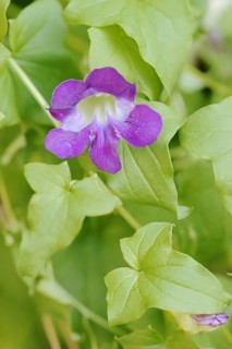 Gloxinia bindweed or climbing snapdragon (Asarina barclaiana, Maurandya barclayana), flower, native