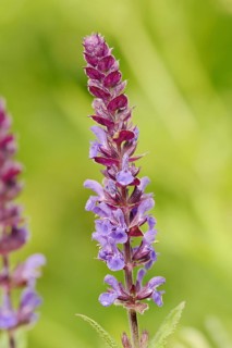 Woodland sage (Salvia nemorosa), ornamental plant, North Rhine-Westphalia, Germany, Europe