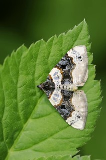 Black-eyed banded moth or eyespot leafhopper (Cosmorhoe ocellata, Cidaria ocellata), North