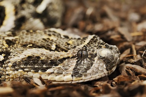 Puff adder (Bitis arietans, Bitis lachesis), captive, occurring in Africa