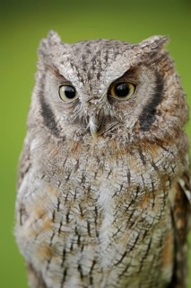 Tropical screech owl or Choliba screech owl (Megascops choliba, Otus choliba), portrait, captive,