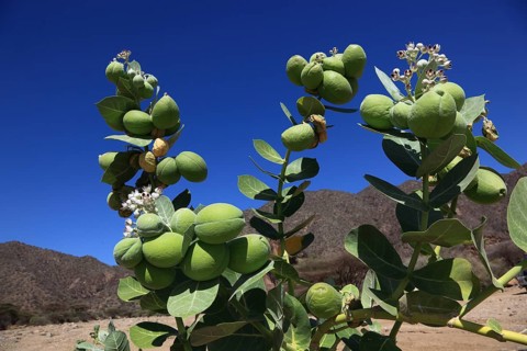 Southern Ethiopia, Omo region, blossom and fruit of the satanic apple, Ethiopia, Africa