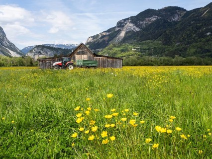 Meadow with tall buttercups (Ranunculus acris), greater buttercup, common buttercup, behind hay