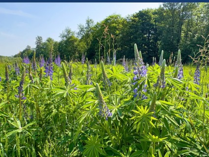Wild Narrow-leaved lupin (Lupinus angustifolius) growing in the wild in a landscape conservation