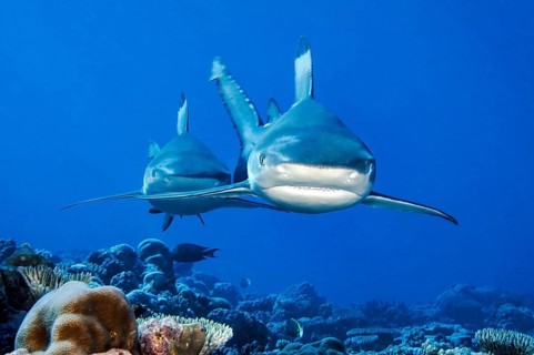 Two sharks blacktip reef sharks (Carcharhinus melanopterus) Blacktip reef shark Shark swimming