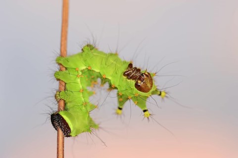 Indian luna moth (Actias selene), caterpillar, captive, occurrence in Asia