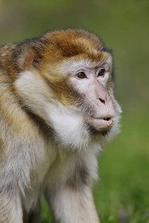 Barbary macaque (Macaca sylvanus), captive, portrait, occurring in Morocco, Algeria and Gibraltar