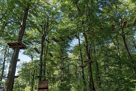 Platforms, ropes, rope ladders, suspension bridges, beech trees in the climbing forest, beech