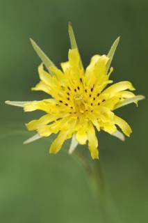 Meadow salsify (Tragopogon pratensis), flower, North Rhine-Westphalia, Germany, Europe