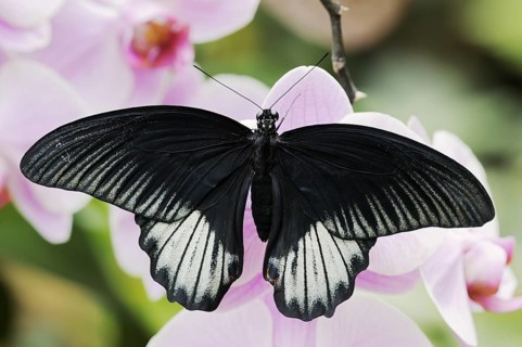 Scarlet Swallowtail (Papilio rumanzovia), male on flowers of a butterfly orchid (Phalaenopsis spec